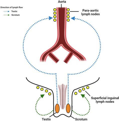 Genital Lymph Nodes