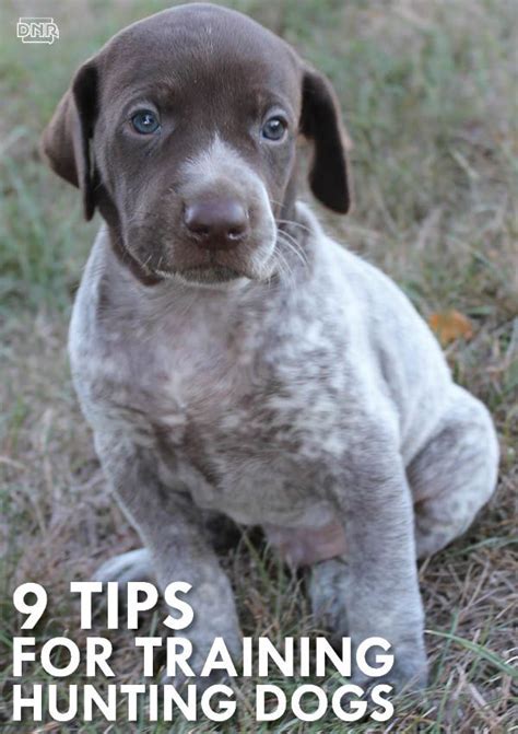 9 tips for training hunting dogs – Artofit