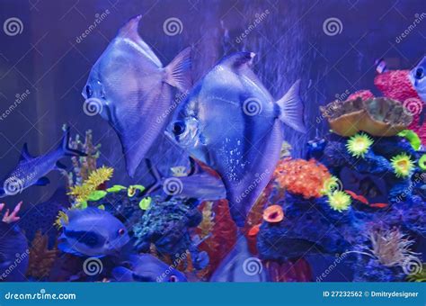 Exotic fish in aquarium stock photo. Image of coral, aquarium - 27232562