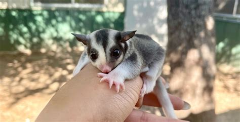 Sugar ‎Glider Babies For Sale | Dragonstone Ranch