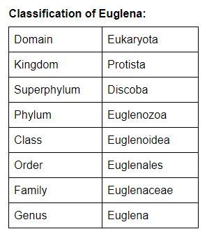 Euglena Classification