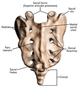 sacrum coccyx | Fit For Life Wellness & Rehab Centre