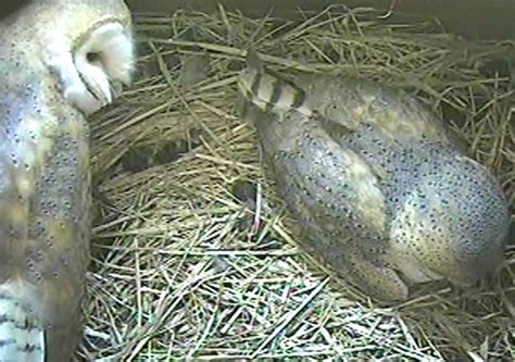 Barn Owl Nest Cam 2019