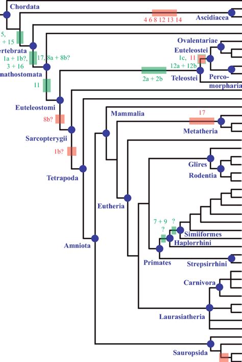 Evolution of Prdm genes in chordates. Phylogenetic relationships... | Download Scientific Diagram