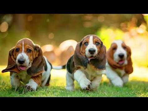 Training and Behaviour Advice for a Basset Dog [Updated Guide]