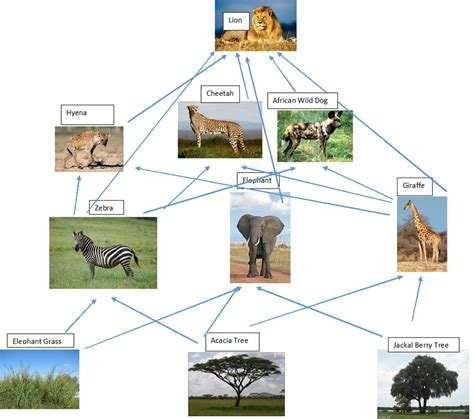 Savanna Food Web Diagram – NBKomputer