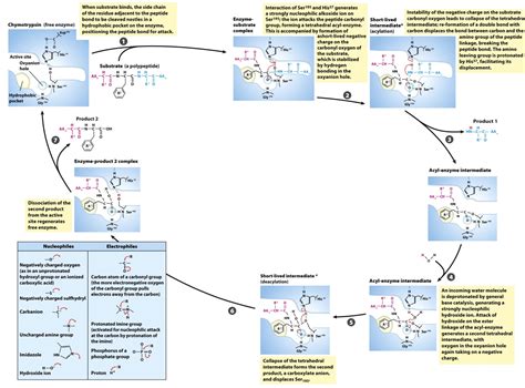 Solved Based on the above mechanism for chymotrypsin: a) | Chegg.com