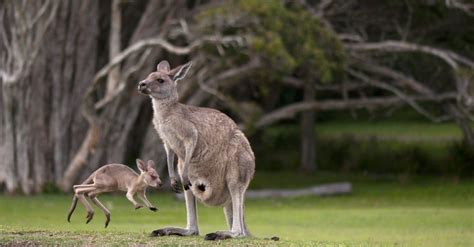 Kangaroo Animal Facts | AZ Animals