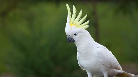 Cockatiel And Cockatoo