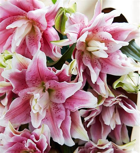 Fresh Market Double Bloom Pink Lily Bouquet | 1800Flowers.com - 148243