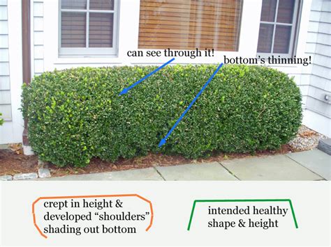 Garden A to Z | Boxwood pruning