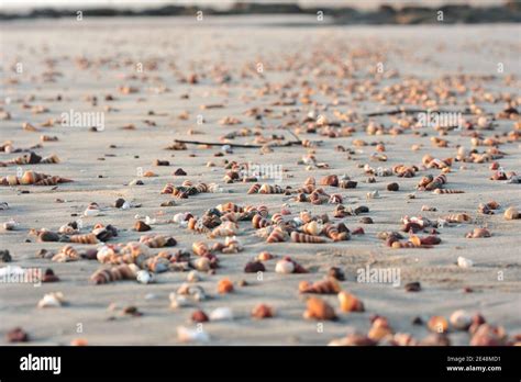 Beautiful shot of seashells at Malgund beach in India Stock Photo - Alamy