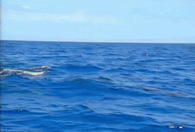 Ocean GIF - Ocean - Discover & Share GIFs