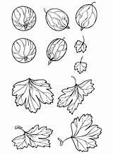 Gooseberry Coloring Pages Printable For Free Download sketch template