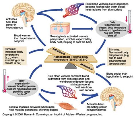 Negative Feedback - Biology | Socratic