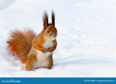 Red Squirrel On The Snow Royalty Free Stock Image - Image: 29273986