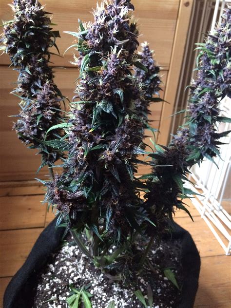 Buddha Seeds Buddha Purple Kush grow journal harvest8 by - GrowDiaries