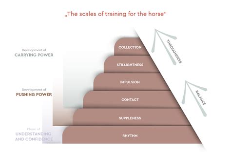 Scales of Training Explained | Horze Magazine