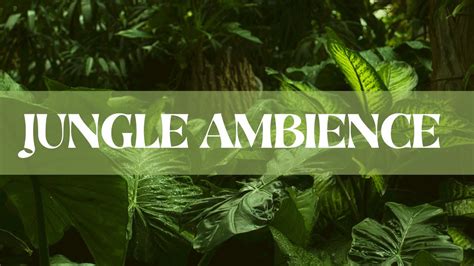 JUNGLE AMBIENCE • zen sounds • background noise, sleeping, relaxing ...