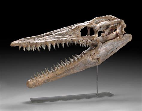 Bonhams : Mosasaur Skull - Research Quality Cast Replica