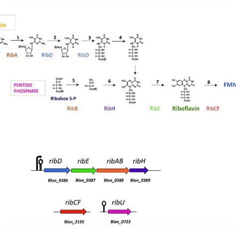 | Flavin adenine dinucleotide (FAD) biosynthesis and corresponding gene ...