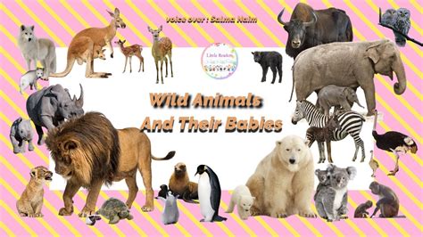 Wild Animals for Kids | Wild Animals Sounds | Animals and their Babies ...