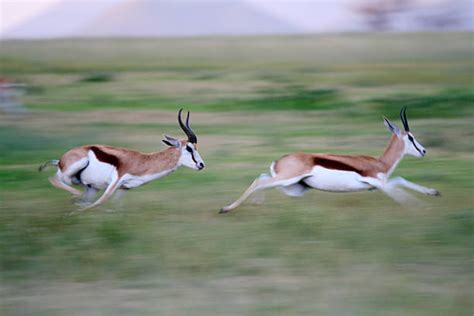 Gazelle Pictures, Images and Stock Photos - iStock