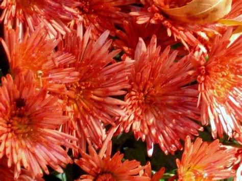 Orange Mums / Fall Flowers | Fall-My Favorite Season | Pinterest