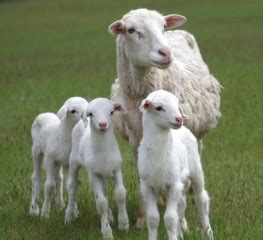 St. Croix Sheep For Sale in Canada!