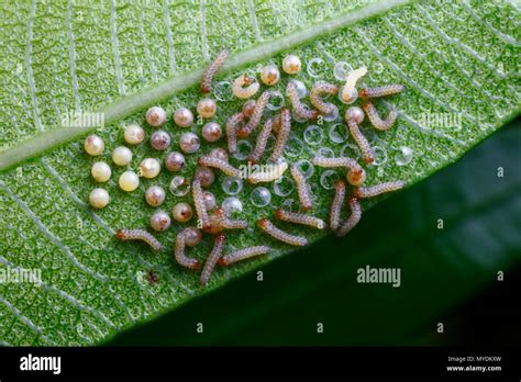 Polka dot wasp moth eggs and or larvae, Syntomeida epilais, hatching sequences on oleander ...