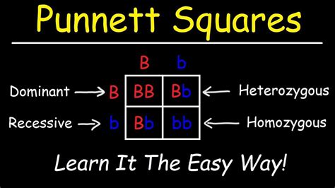 Punnett Squares - Basic Introduction - YouTube | Punnett squares, Basic, Organic chemistry tutor