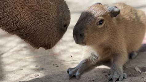 Sacramento Zoo celebrates birth of baby capybara