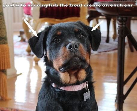 79+ Rottweiler With Cropped Ears Pictures - l2sanpiero