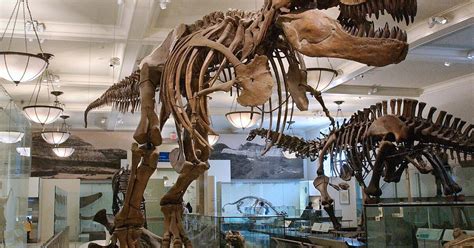 √ American Museum Of Natural History T Rex - Alumn Photograph