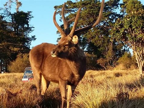 Horton Plains National Park (Ohiya): AGGIORNATO 2019 - tutto ciò che devi sapere PRIMA di ...