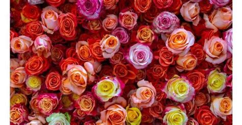 Significado De Las Flores Rosas