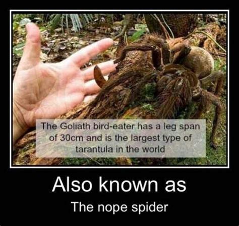 Nope spider | Nope spider, Nope, Tarantula