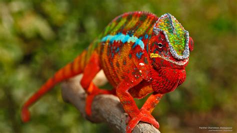 Panther Chameleon, Madagascar