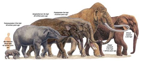 extinct elephant species - Google Search | Млекопитающие, Доисторический, Ископаемые