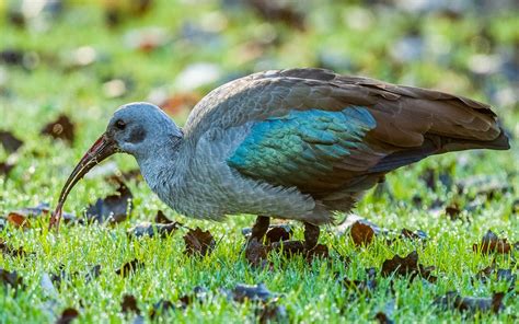 Hadeda Ibis (Bostrychia hagedash) | Birds, Creatures, Wildlife