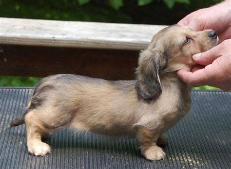 Dachshund Wiener Dog puppy with long hair. So cute! @Neferast pups ...