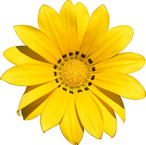 Transparent Flower Summer · Free photo on Pixabay