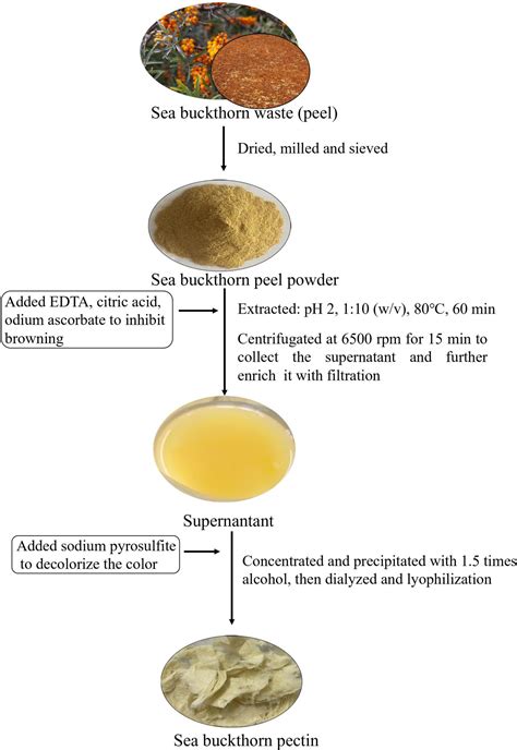 Frontiers | Extraction and characterization of a pectin from sea buckthorn peel