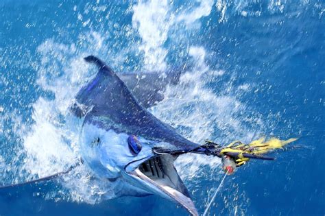 Atlantic Blue Marlin Wallpapers - Wallpaper Cave