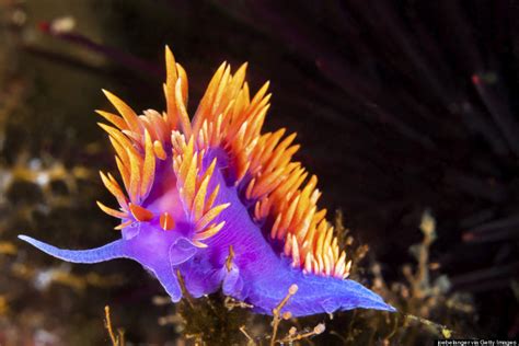 Stunning Photos Of Tropical Sea Creatures Will Make You Rethink How You Feel About Slugs | HuffPost