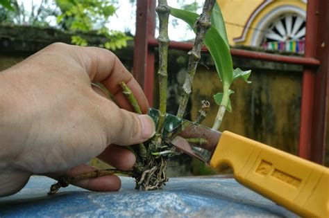 How to propagate dendrobium ~ Orchid care tips