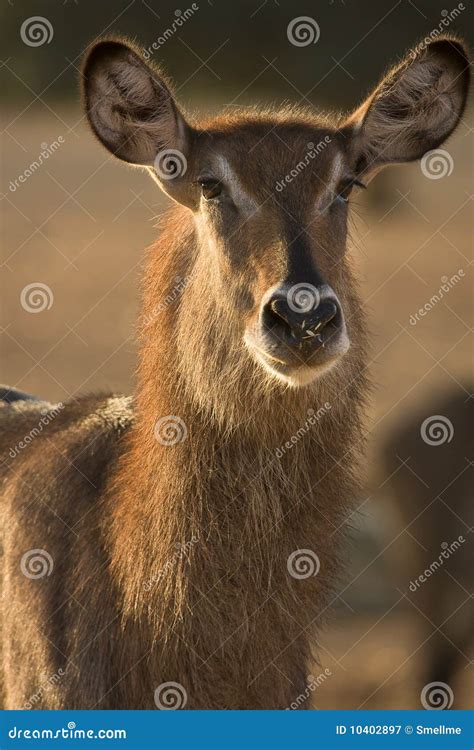 Waterbuck Female Antelope Portrait Stock Image - Image of natural, bush ...