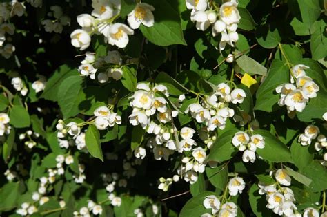 18 Beautiful Mock Orange Varieties (Philadelphus) - Petal Republic