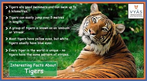 #Interesting Facts about Tigers | Tiger facts, Pet tiger, Tiger pictures