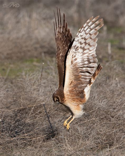 Northern Harrier Hunting a Vole « Feathered Photography